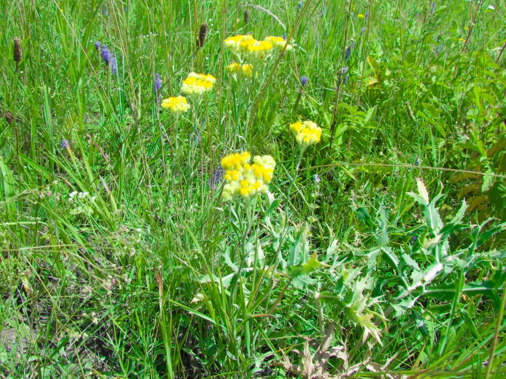 Helichrysum arenarium